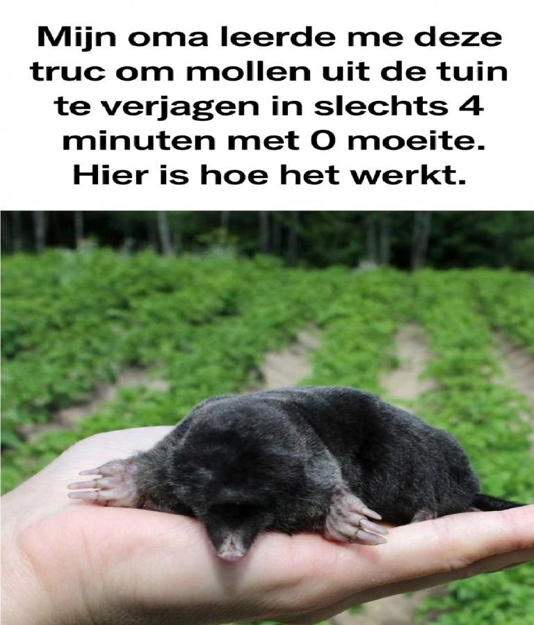 Ik had hier geen flauw idee van! Interessant!