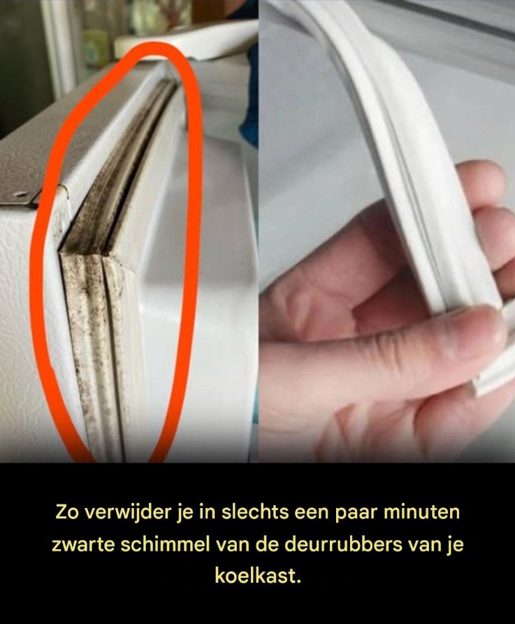 Hoe maak je beschimmelde koelkastafdichtingen schoon? - Perfecte reiniging in slechts 5 minuten.
