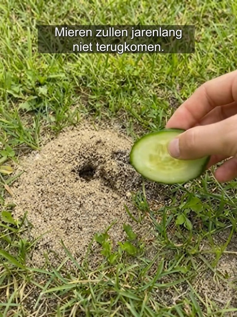 Komkommer en shampoo? Je gelooft nóóit wat deze bizarre mix met je tuin doet...