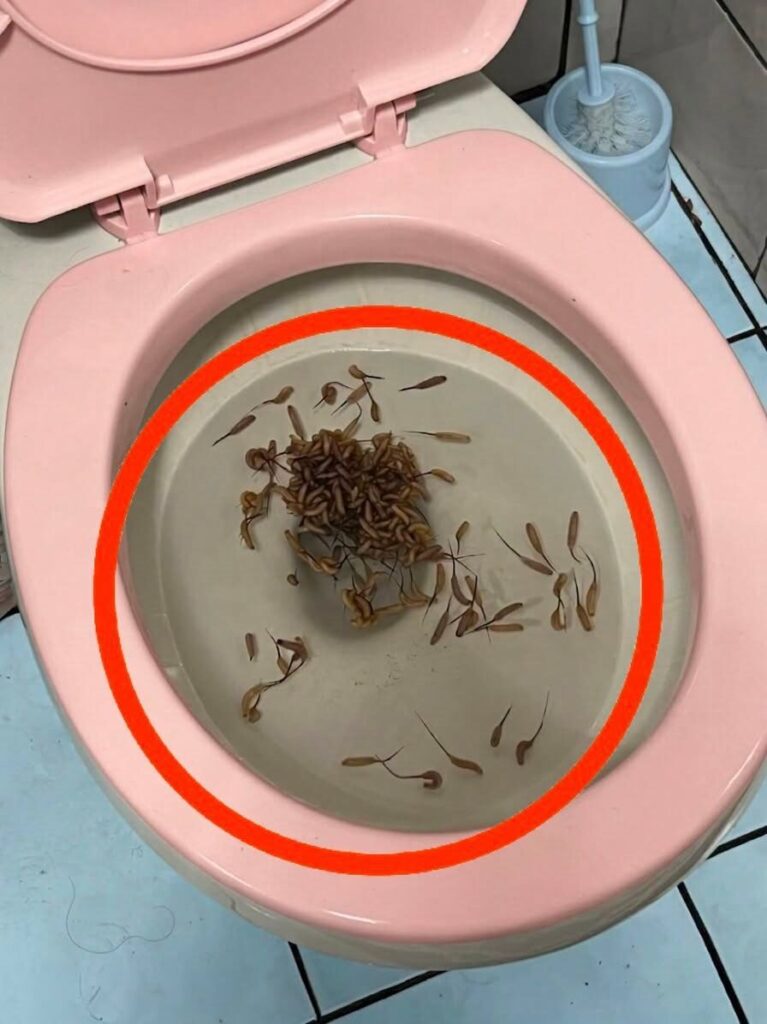 Na dit gezien te hebben, zul je nooit meer op dezelfde manier het toilet doorspoelen.