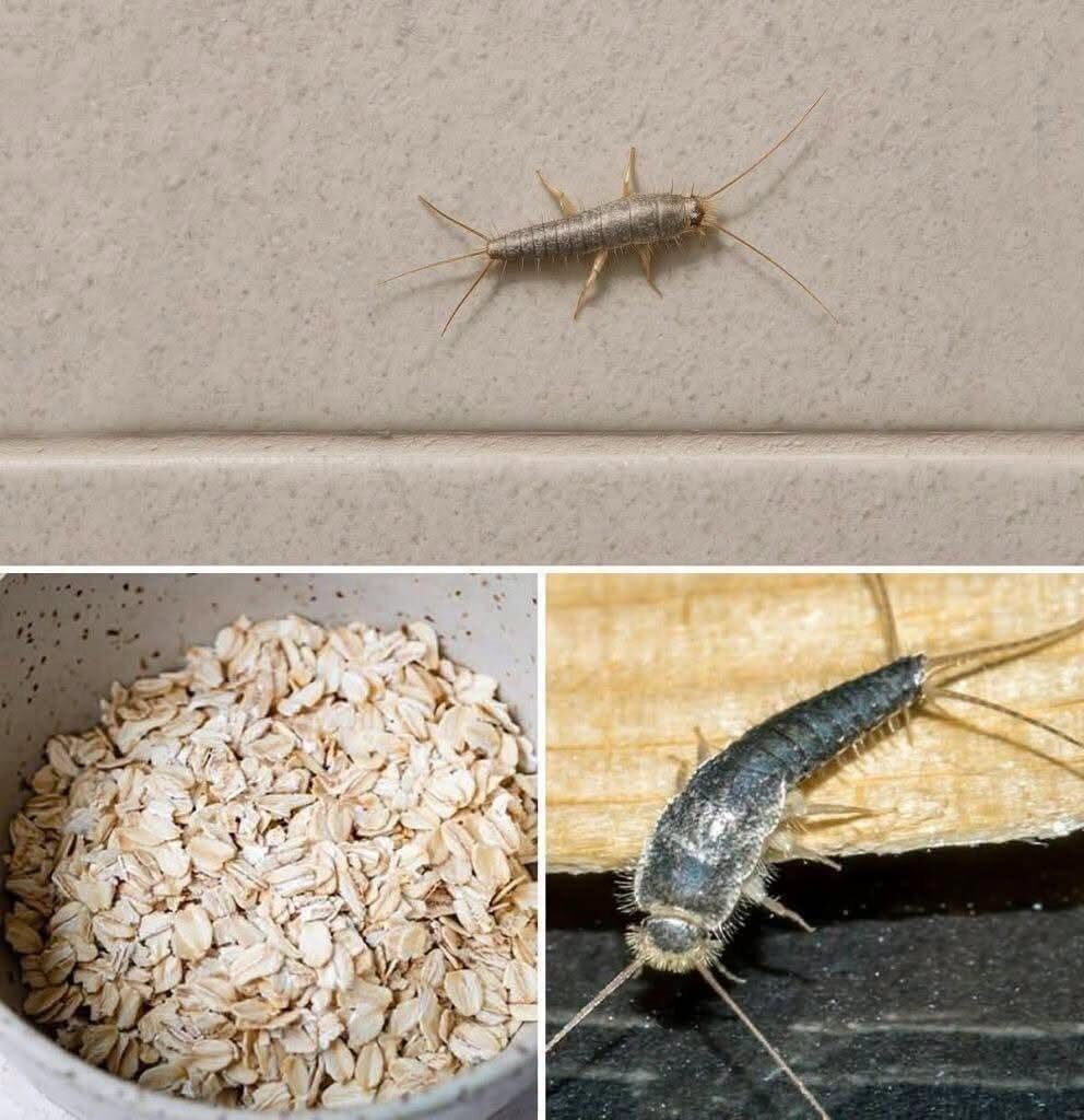 Waarschuwing! Als u dit insect (zilvervisje) in huis aantreft, is dat een teken dat u actie moet ondernemen.