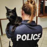 Kattenbezitters opgepast! In dit geval riskeert u een hoge boete.