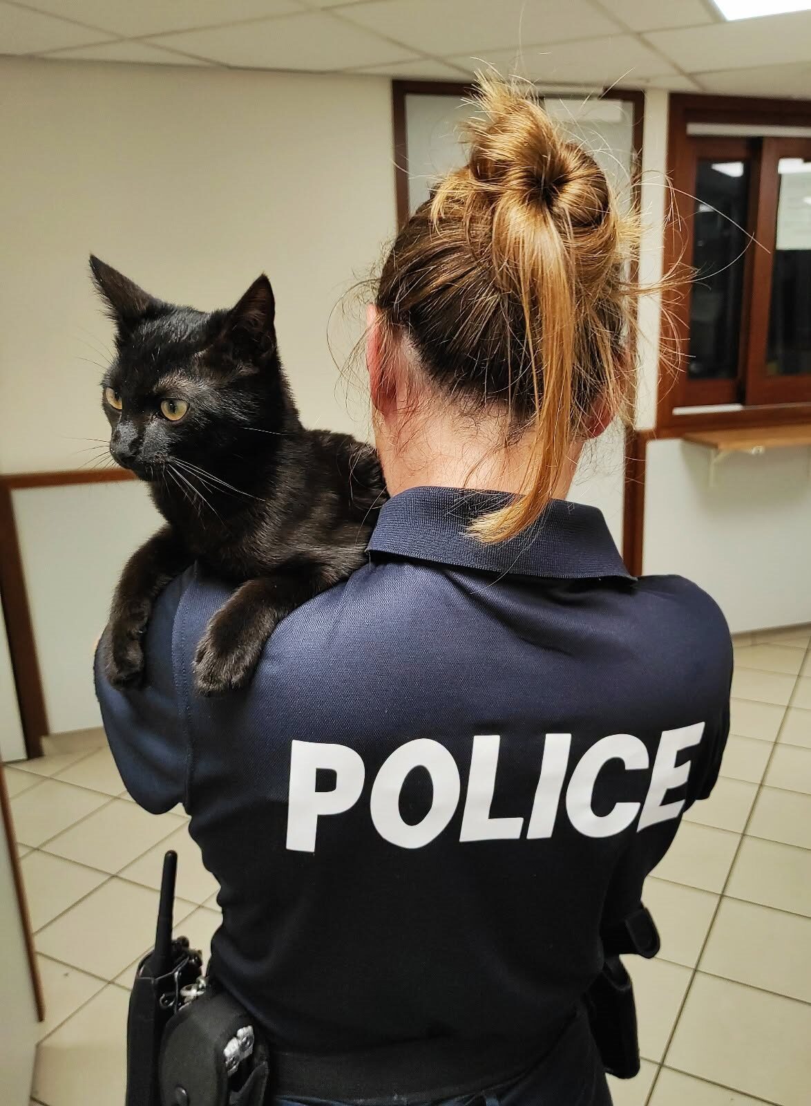 Kattenbezitters opgepast! In dit geval riskeert u een hoge boete.