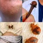 Dit weinig bekende insect is zeer gevaarlijk, kom er nooit in de buurt!