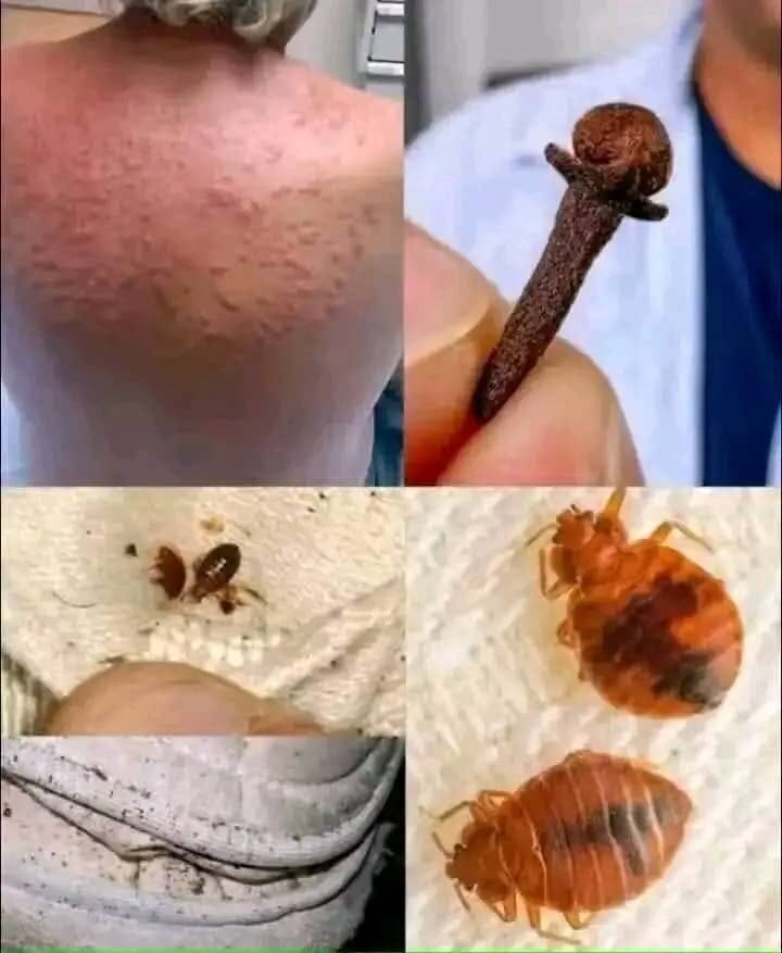 Dit weinig bekende insect is zeer gevaarlijk, kom er nooit in de buurt!