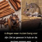 6 effectieve manieren om muizen uit je huis te weren