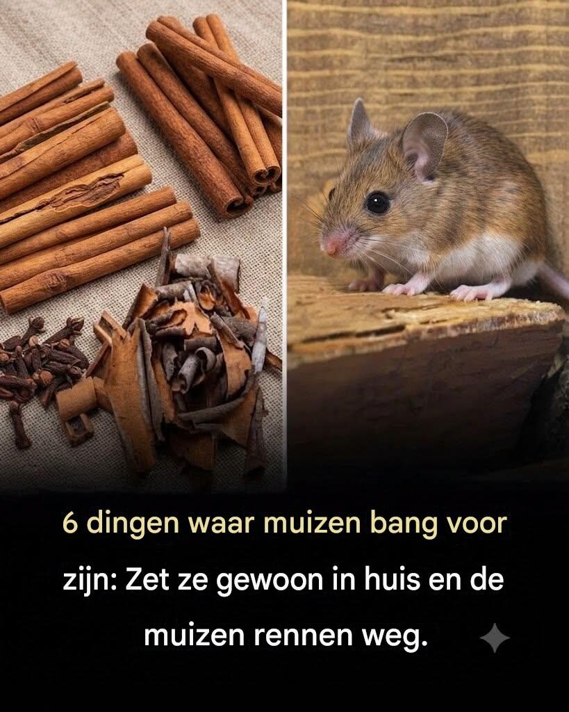 6 effectieve manieren om muizen uit je huis te weren