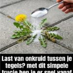 Het Geheime Wondermiddel Uit Je Keukenkastje Dat Onkruid Tussen Tegels Voorgoed Laat Verdwijnen