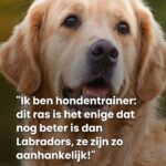 Dit hondenras zou nog aanhankelijker zijn dan de Labrador... Lees meer
