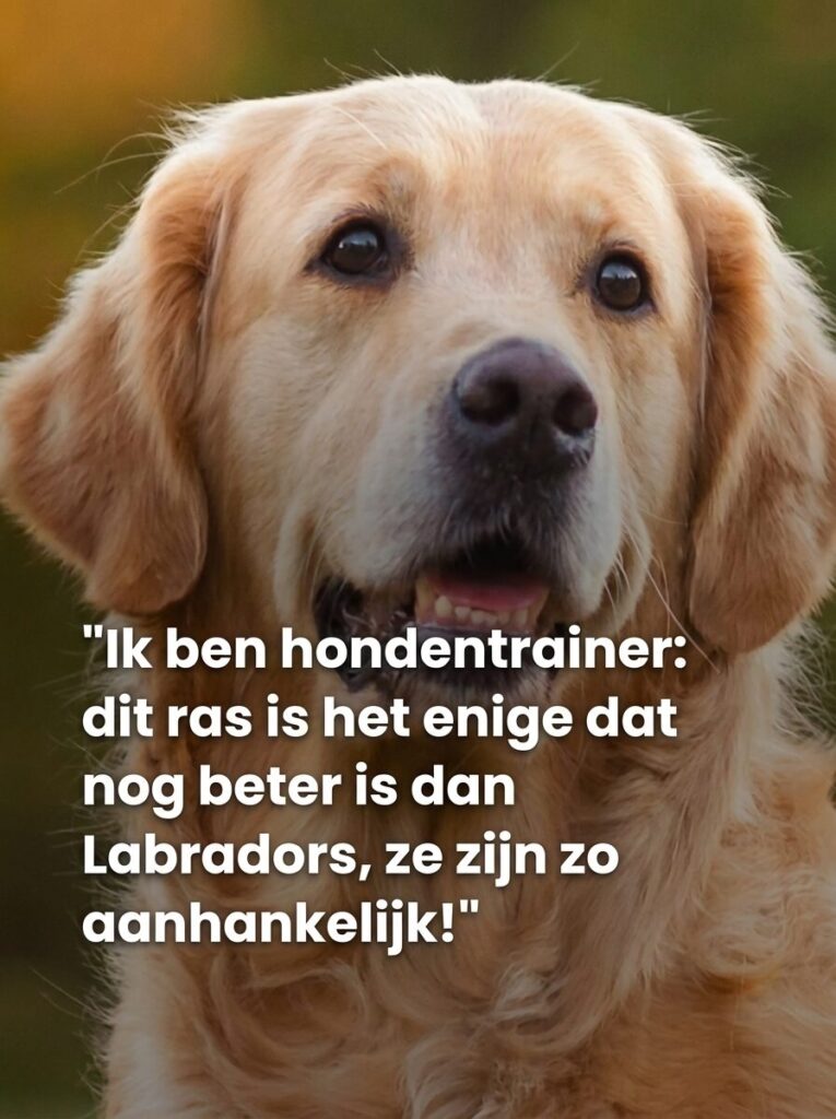 Dit hondenras zou nog aanhankelijker zijn dan de Labrador... Lees meer