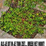 8 redenen om postelein te laten groeien (en waarom dit 'onkruid' eigenlijk een superfood is)